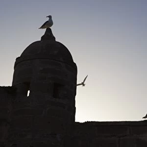 The fort silhouetted with seagulls, Essaouira, Atlantic coast, Morocco, North Africa, Africa