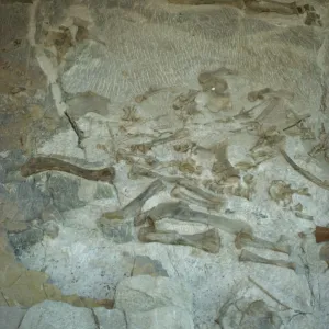 Fossilised bones including hind leg of Sauropod and Apatosaurus, Dinosaur National Monument