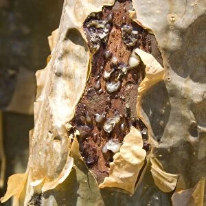 Frankincense, the resin seeping out into a cut in the trees bark, Dhofar Mountains