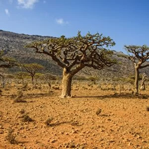 Frankincense trees (Boswellia elongata), Homil Protected Area, island of Socotra, UNESCO World Heritage Site, Yemen, Middle East