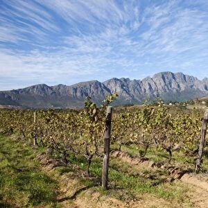 Franschoek, Cape winelands, Western Cape, South Africa, Africa