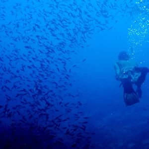 Free diving, Galapagos Islands, Ecuador, South America