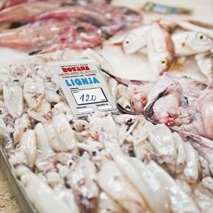 Fresh calamari (squid) in Split fish market, Split, Dalmatia, Croatia, Europe