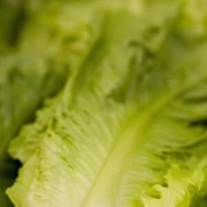 Fresh lettuce for sale