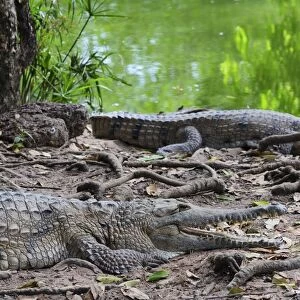 Freshwater crocodiles, Northern Territory, Australia, Pacific