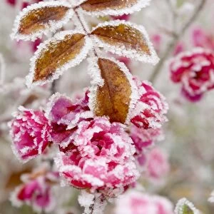 Frost-covered flowers and leaves, town of Cakovice, Prague, Czech Republic, Europe