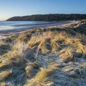Frost on dunes, Oxwich Bay, Gower, South Wales, United Kingdom, Europe
