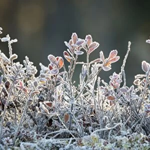 Frost, Sweden, Scandinavia, Europe