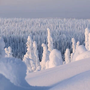 Frozen forest, Riisitunturi National Park, Posio, Lapland, Finland, Europe