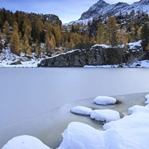 Frozen Lake Mufule framed by larches and snow in autumn, Malenco Valley, Province of Sondrio