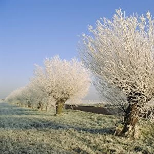 Frozen trees, Whittlesey, Cambridgeshire, England, UK