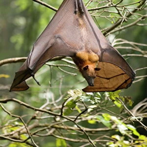 Fruit Bat (Flying Fox) (Chiroptera, Pteropodidae)
