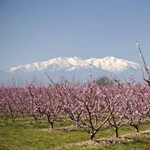 Fruit blossom, Mount Canigou, Pyrenees Oriental, Languedoc-Roussillon, France, Europe