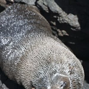 Fur sea lion, Port Egas (James Bay), Isla Santiago (Santiago Island), Galapagos Islands