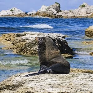 Fur seal (Callorhinus ursinus), Kaikoura Peninsula, South Island, New Zealand, Pacific