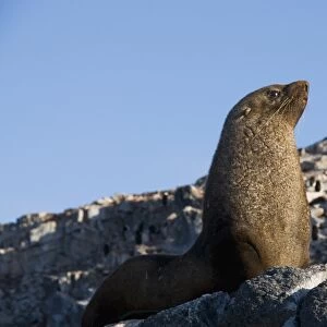 Fur seal, Gourdin Island, Antarctic Peninsula, Antarctica, Polar Regions