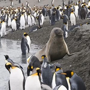 Fur seal and king penguins, St. Andrews Bay, South Georgia, South Atlantic