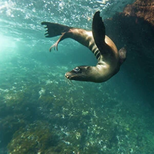 Galapagos sea lion (Zalophus wollebaeki) underwater, Tagus Cove, Isabela Island, Galapagos Islands, Ecuador, South America