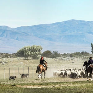 Gauchos riding horses to round up sheep, El Chalten, Patagonia, Argentina, South America