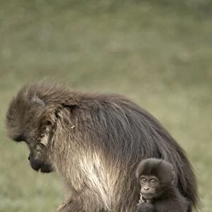 Gelada baboons, in the Simien Mountains National Park, Ethiopia, Africa