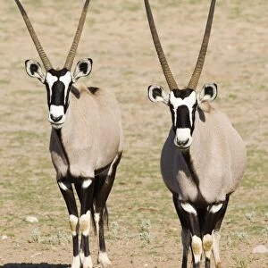 Two gemsbok (South African oryx) (Oryx gazella)