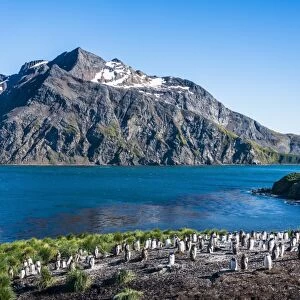 Gentoo penguin colony on the edge of the bay of Godthul, South Georgia, Antarctica