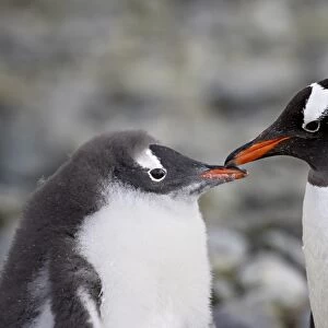 Gentoo penguin (Pygoscelis papua) adult and chick, Ronge Island, Antarctic Peninsula