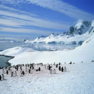 Gentoo penguins stand on snow on the shore along the coast of the Antarctic Peninsula
