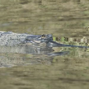 Gharial (Gavialis gangeticus) (gavial) in the water, a Critically Endangered species