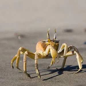 Ghost crab (Ocypode cursor)