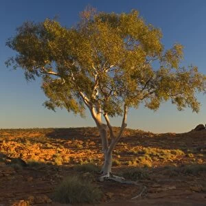 Ghost gum tree, Watarrka National Park, Northern Territory, Australia, Pacific