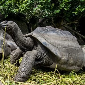 Giant Aldabra Seychelles tortoise (Aldabrachelys gigantea), Union Estate Park, La Digue