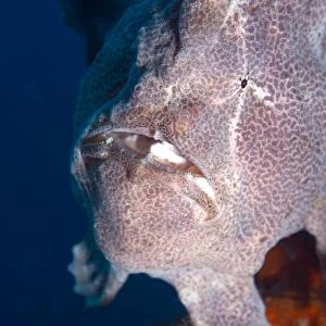 Giant Frogfish (Antennarius commersonii) can grow to 30 cm and is commonly encountered by divers, Celebes Sea, Sabah, Malaysia, Southeast Asia, Asia