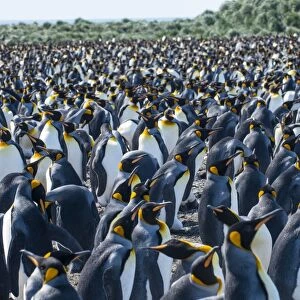 Giant king penguin (Aptenodytes patagonicus) colony, Salisbury Plain, South Georgia