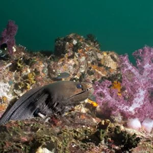 Giant moray eel (Gymnothorax javanicus), SouthernThailand, Andaman Sea, Indian Ocean, Southeast Asia, Asia