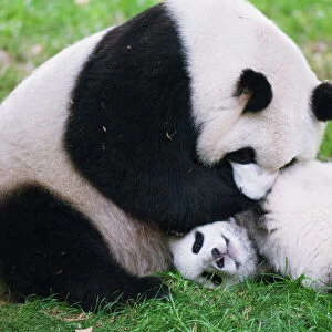 Giant panda playing at Chengdu Panda Reserve, Sichuan Province, China, Asia