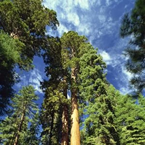 Giant sequoia trees