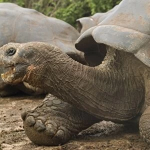 Giant tortoise, Darwin Research Station, Santa Cruz island, Galapagos, Ecuador