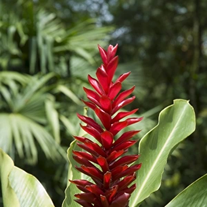 Ginger, Costa Rica, Central America