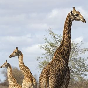 Giraffe (Giraffa camelopardalis), Kruger National Park, South Africa, Africa