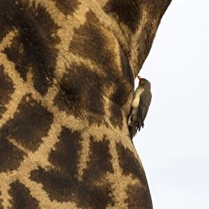 Giraffe (Giraffa camelopardalis) with redbilled oxpecker, Kruger National Park, South Africa