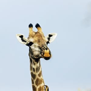 Giraffe (Giraffa camelopardalis) with oxpecker on its neck, Kruger National Park