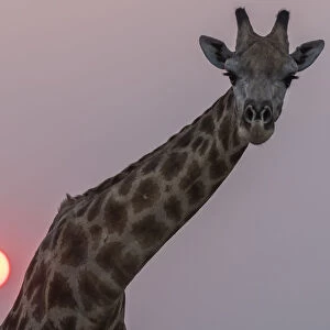 Giraffe (Giraffa camelopardalis) at sunset, Chobe national park, Botswana