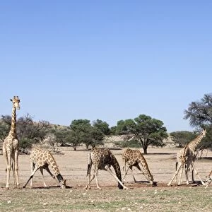 Giraffe (Giraffa camelopardalis), at water, Kgalagadi Transfrontier Park