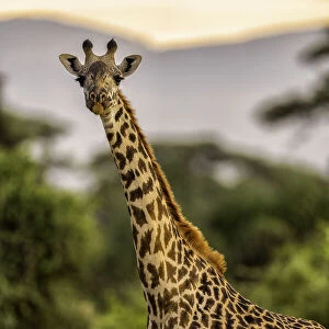 A Giraffe (Giraffa), in the Msai Mara National Reserve, Kenya, East Africa, Africa