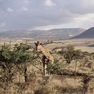 Giraffe, Kenya