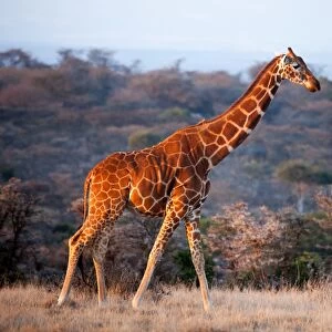 Giraffe, Kenya, East Africa, Africa