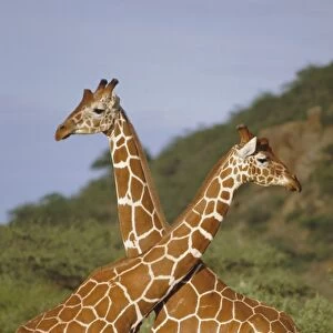 Giraffe, Sambura
