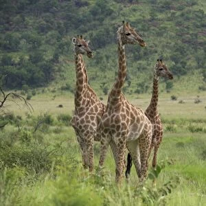 Three giraffes (Giraffa camelopardalis)