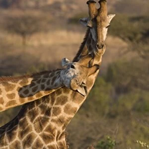 Giraffes necking (Giraffa camelopardalis)